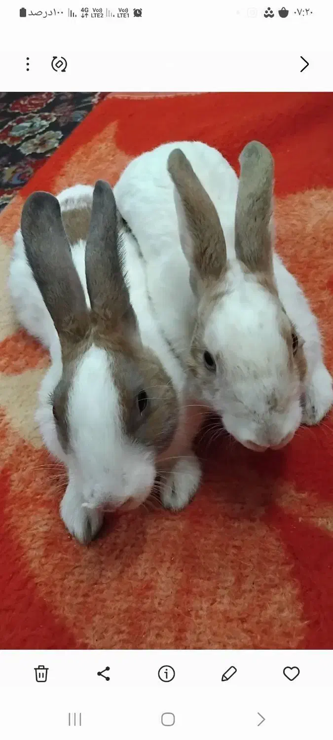 خرگوش خانگی|موش و خرگوش|کاشمر, |دیوار