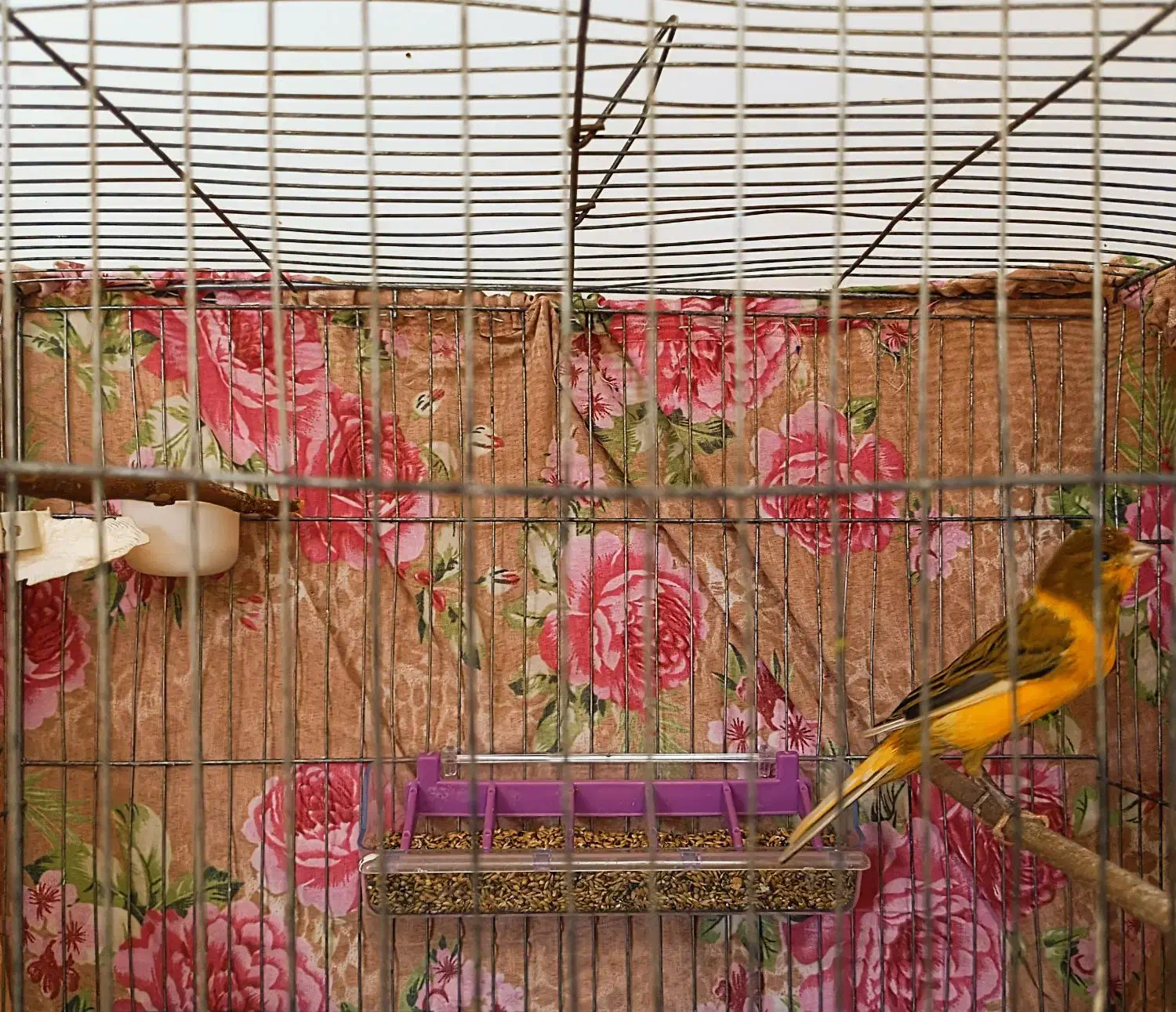 قناری پرتقالی رنگ خاص   ابلغ قواره داررسمی معمولی|پرنده|صباشهر, |دیوار