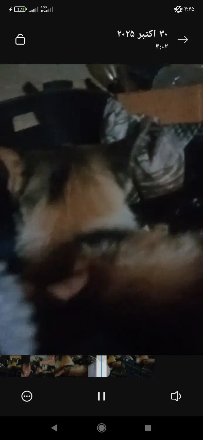 واگذاری گربه|گربه|زابل, |دیوار