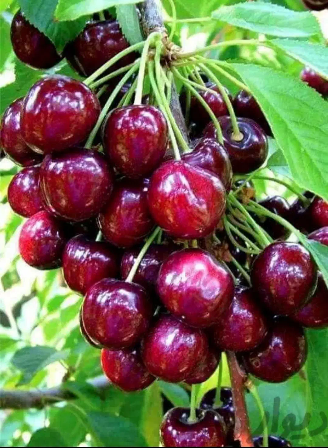 نهال گیلاس|گل و گیاه طبیعی|مشهد, کلاته برفی|دیوار