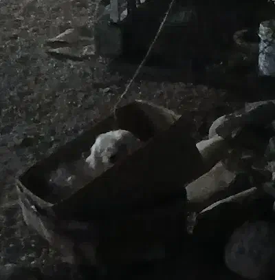 شیتوز|سگ|وحدتیه, |دیوار