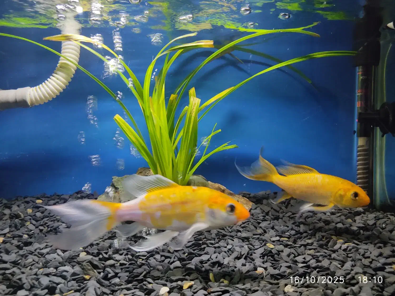 ماهی آکواریوم|ماهی|قزوین, |دیوار