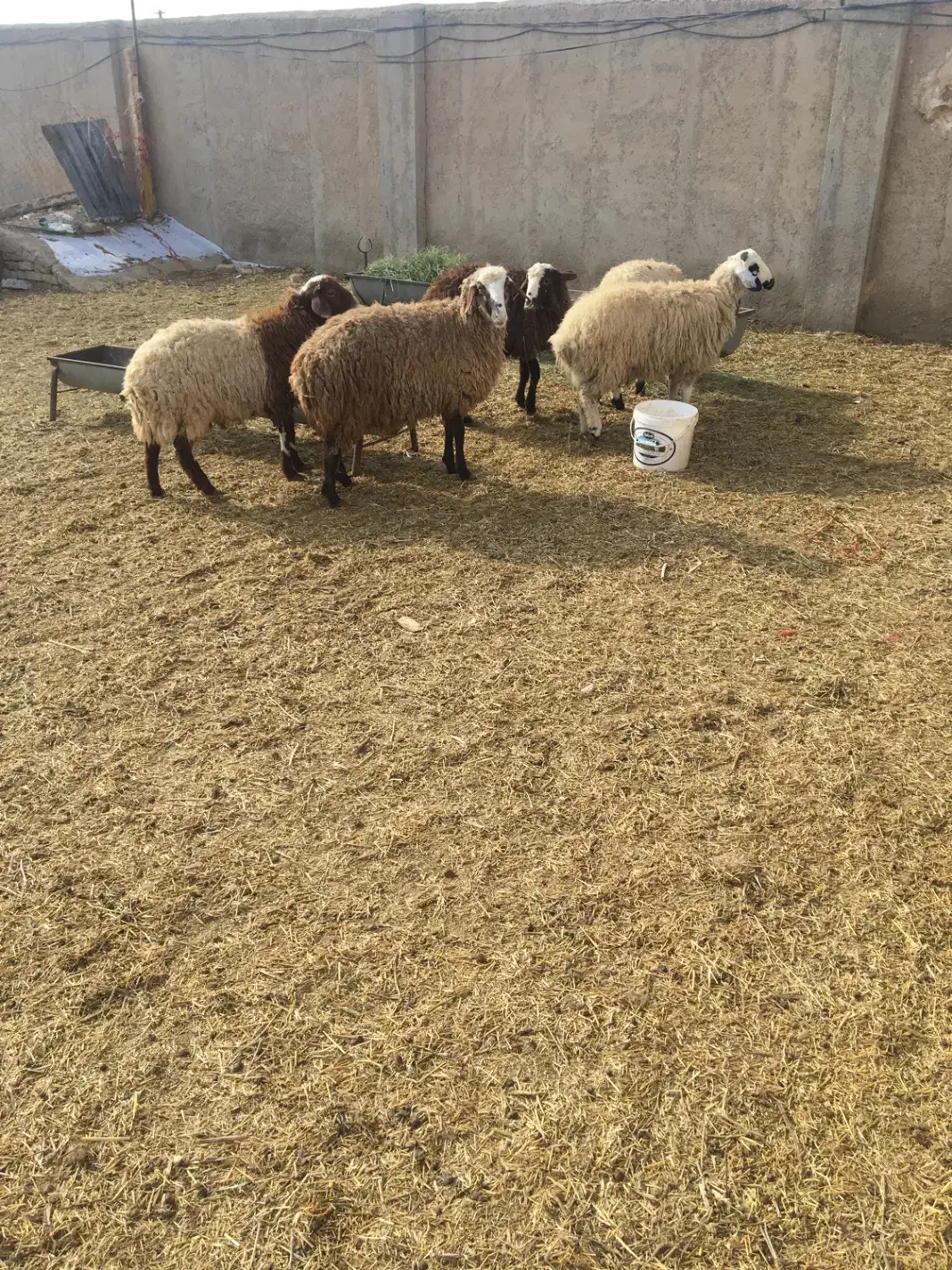 بره نر|حیوانات مزرعه|معصومیه, |دیوار