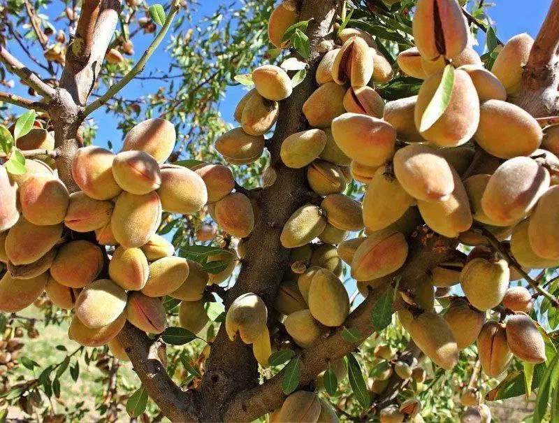 نهالستان پالیز دارای ارقام متنوع نهال های پربار|خدمات باغبانی و درختکاری|بومهن, |دیوار