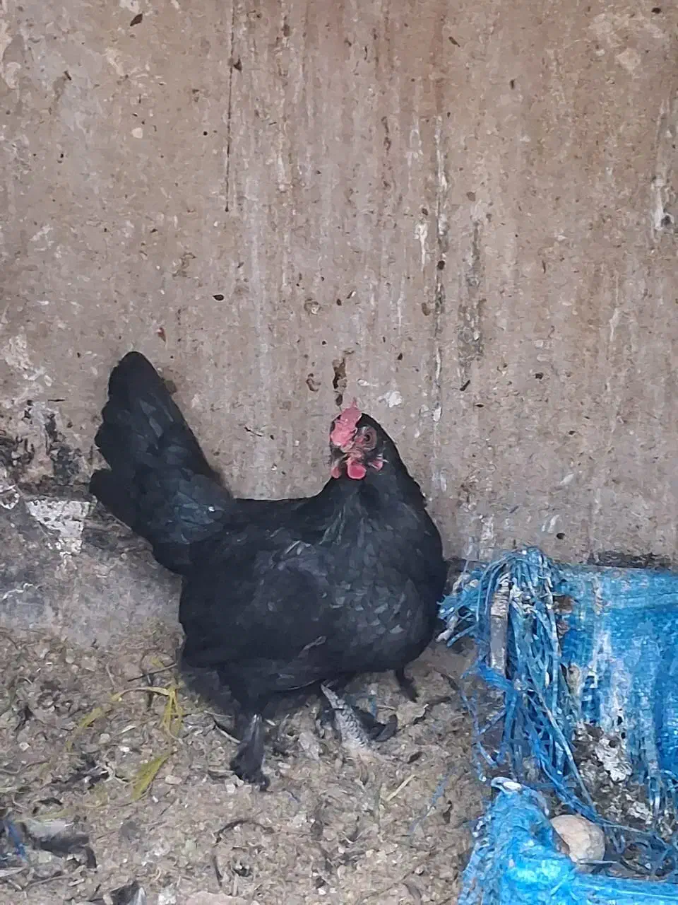 مرغ محلی|حیوانات مزرعه|قم, شاه احمد قاسم|دیوار