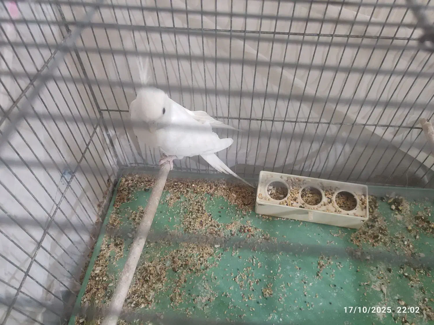 عروس هلندی نر البینو|پرنده|قم, کیوانفر|دیوار