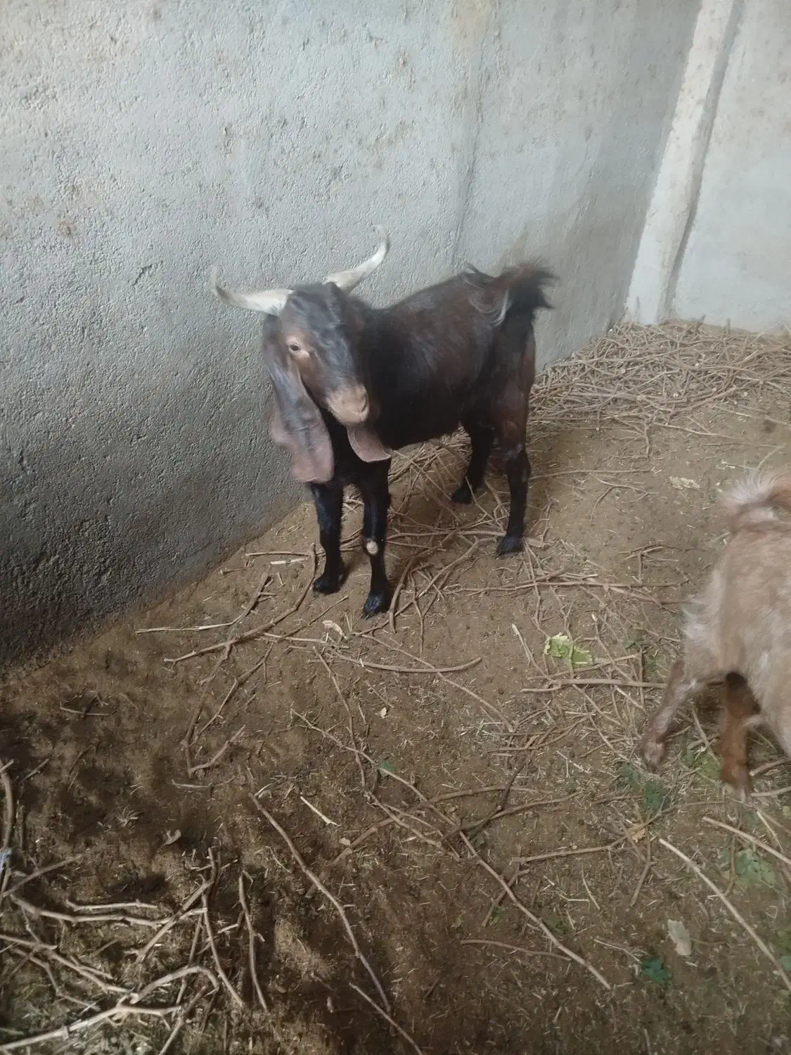 بزغاله فروشی|حیوانات مزرعه|بردسکن, |دیوار