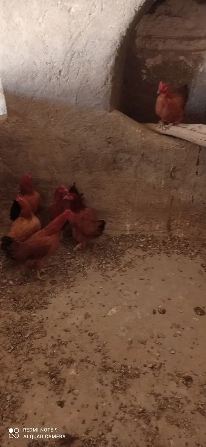 بوقلمون و مرغ|حیوانات مزرعه|گلپایگان, |دیوار