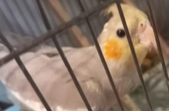 عروس هلندی کاملا رام و دستی|پرنده|تهران, سلیمانی|دیوار