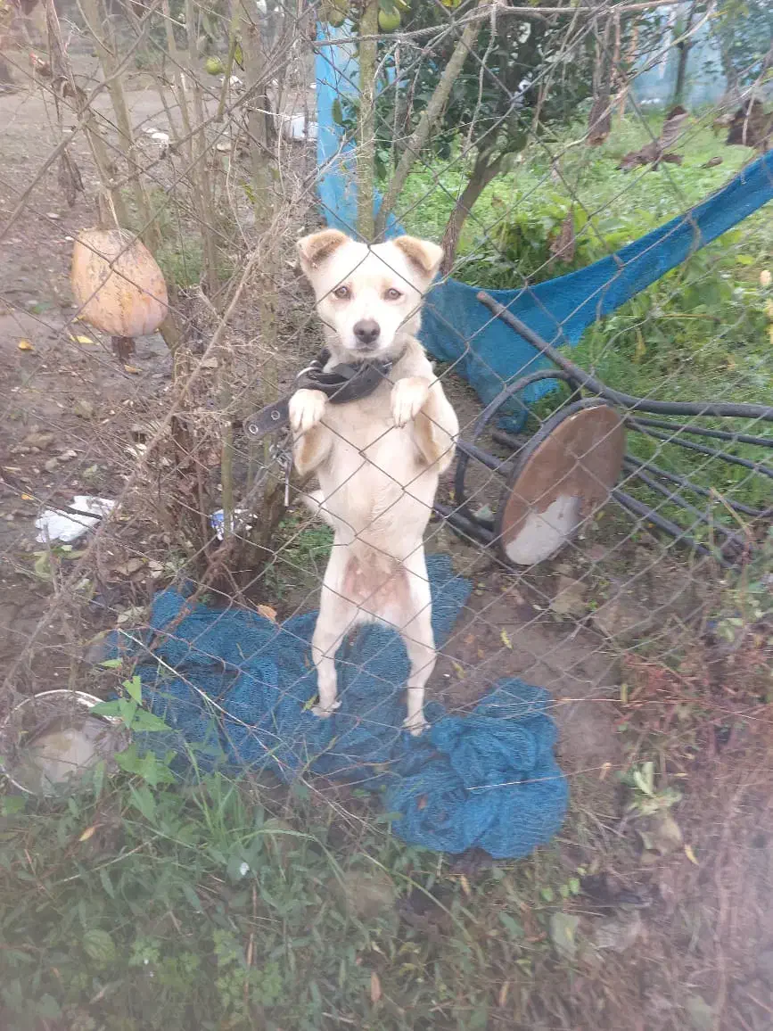 سگ پامر اشپبتز|سگ|رودسر, |دیوار