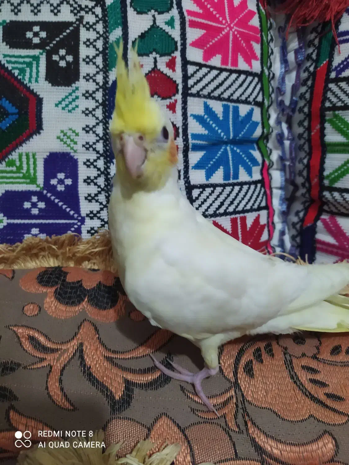 عروس هلندی|پرنده|ایرانشهر, |دیوار