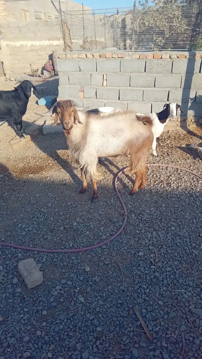 بز نر|حیوانات مزرعه|نیمروز, |دیوار