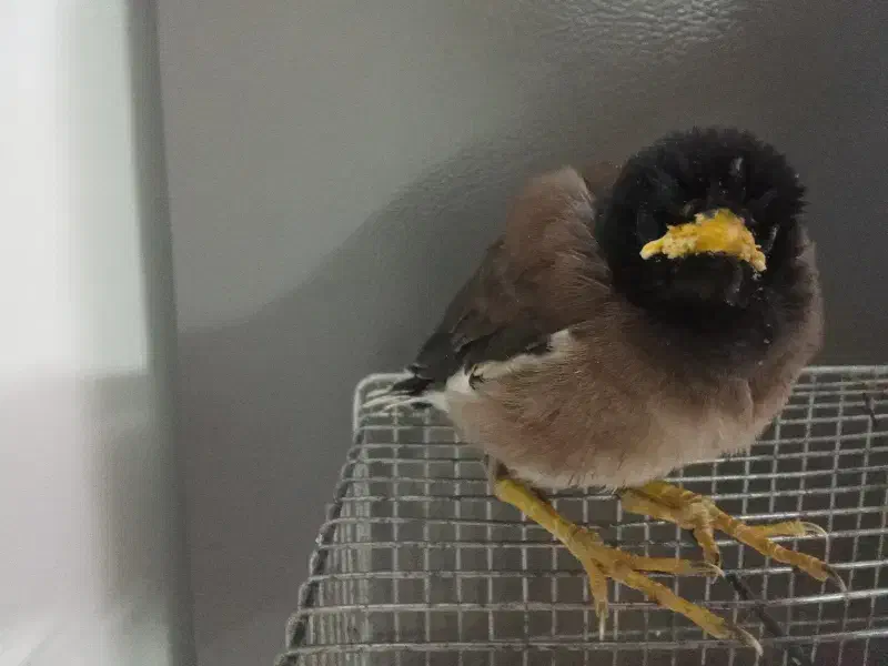 مرغمینا با قفس|پرنده|مشهد, شهرک امام هادی (شهرک غرب)|دیوار