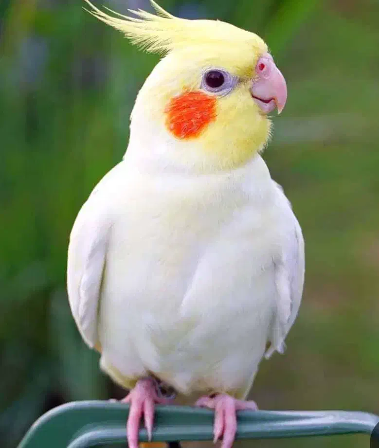 گمشده|حیوانات|کازرون, |دیوار