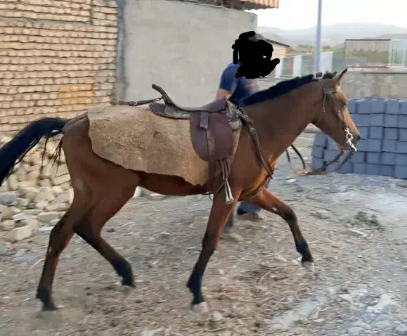 اسب نریون|اسب و تجهیزات اسب‌سواری|مشهد, وکیل‌آباد|دیوار