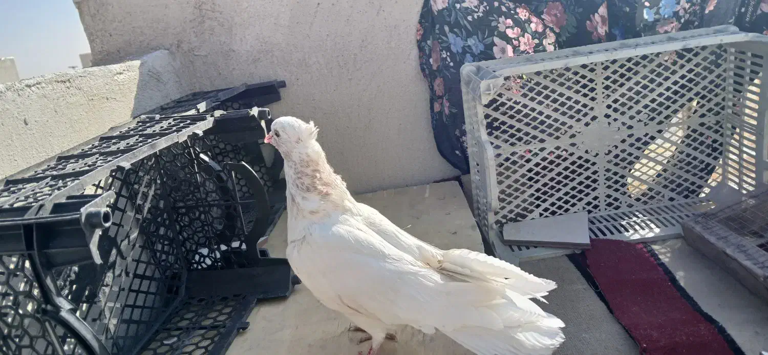 کبوتر ماده|پرنده|شاهین‌شهر, نسیم ۵|دیوار