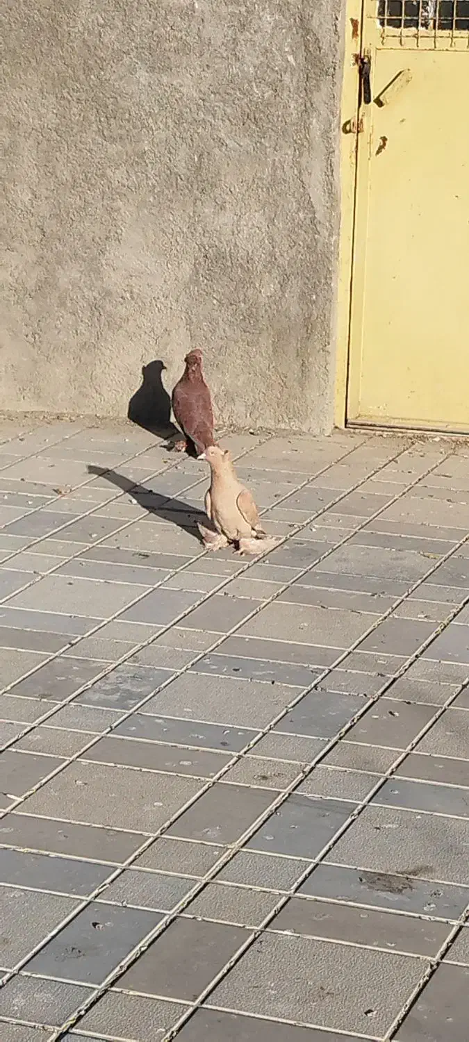 کفتر|پرنده|ملایر, |دیوار