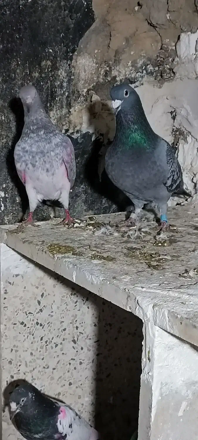 کبوتر نامه بر|پرنده|سرپل ذهاب, |دیوار