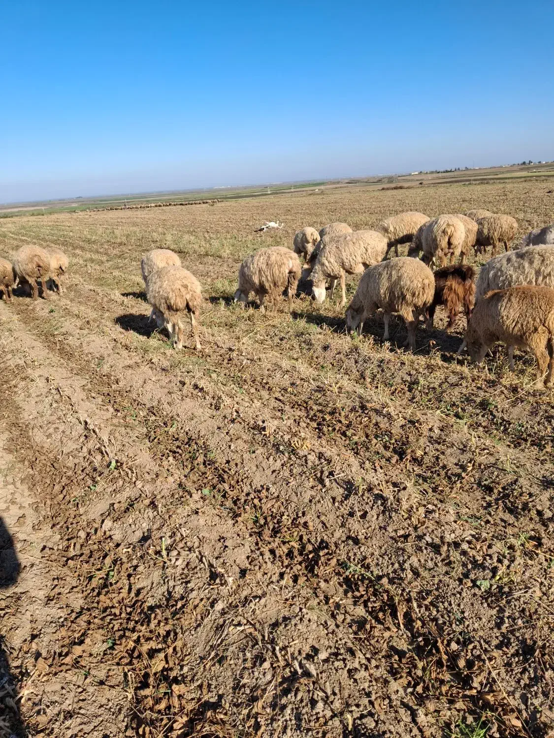 فروش 130 راس گوسفند دامازدخ|حیوانات مزرعه|پارسآباد, |دیوار