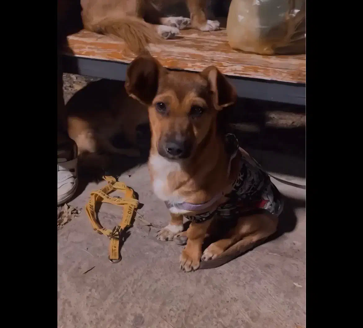 واگذاری|سگ|اصفهان, کلمه خوران|دیوار