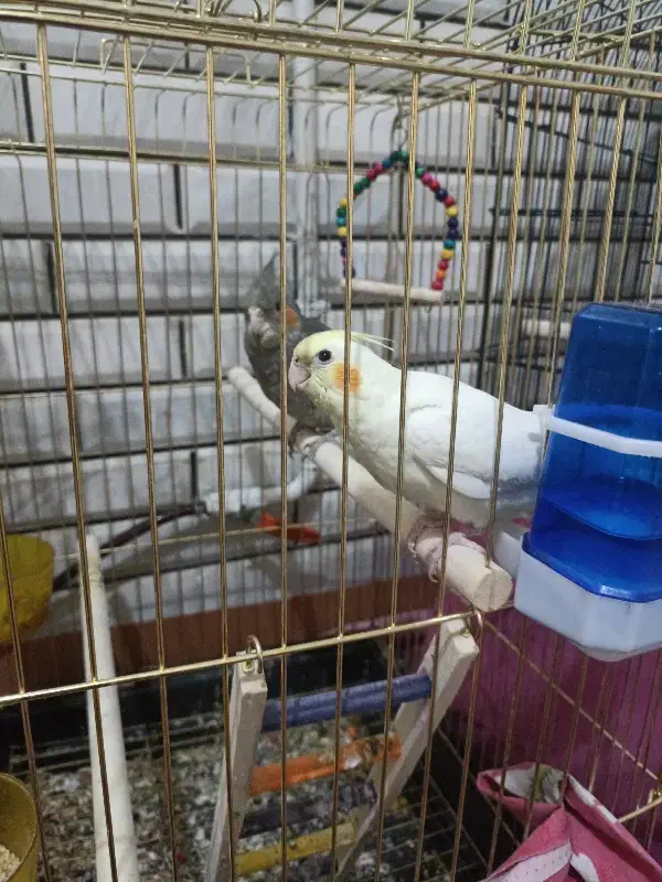 عروس هلندی وقفس|پرنده|دورود, |دیوار