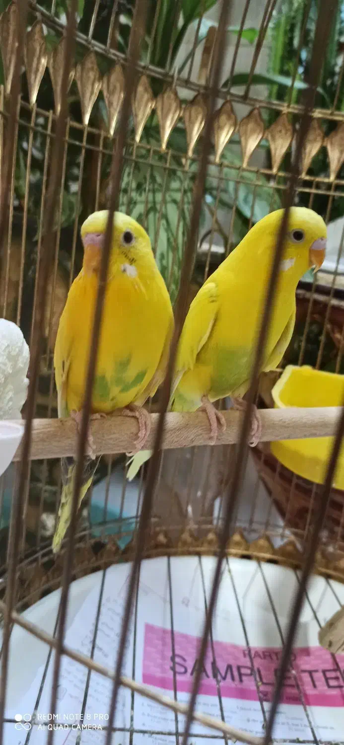 فروش پرنده|پرنده|الیگودرز, |دیوار