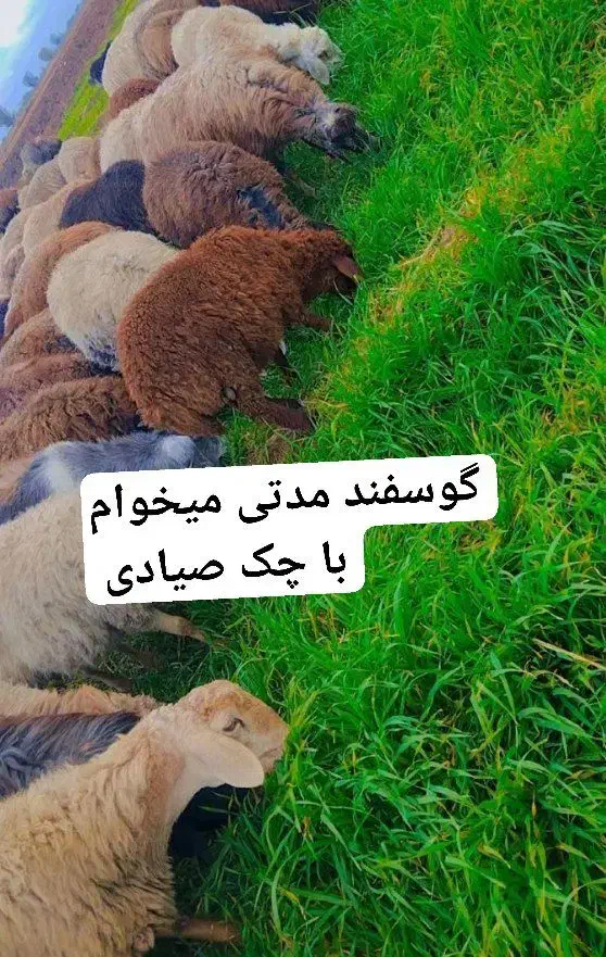 گوسفند|حیوانات مزرعه|خرم‌آباد, |دیوار