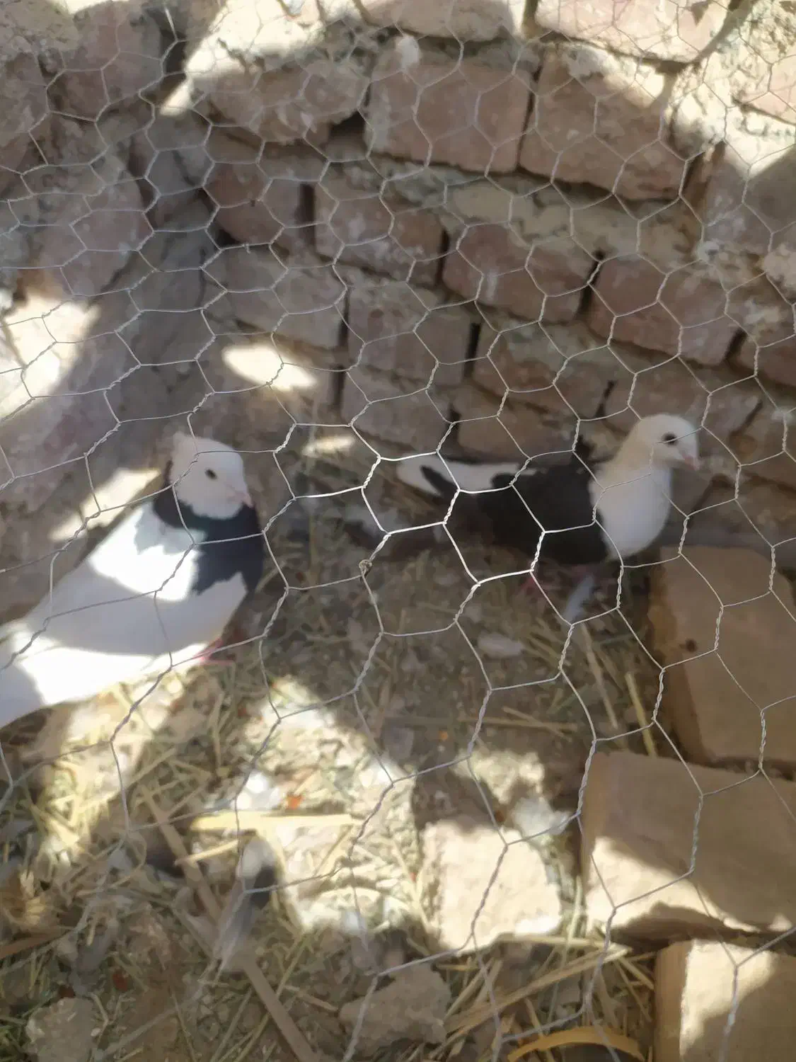 کبوتر نرپر و پرشی|پرنده|خاش, |دیوار