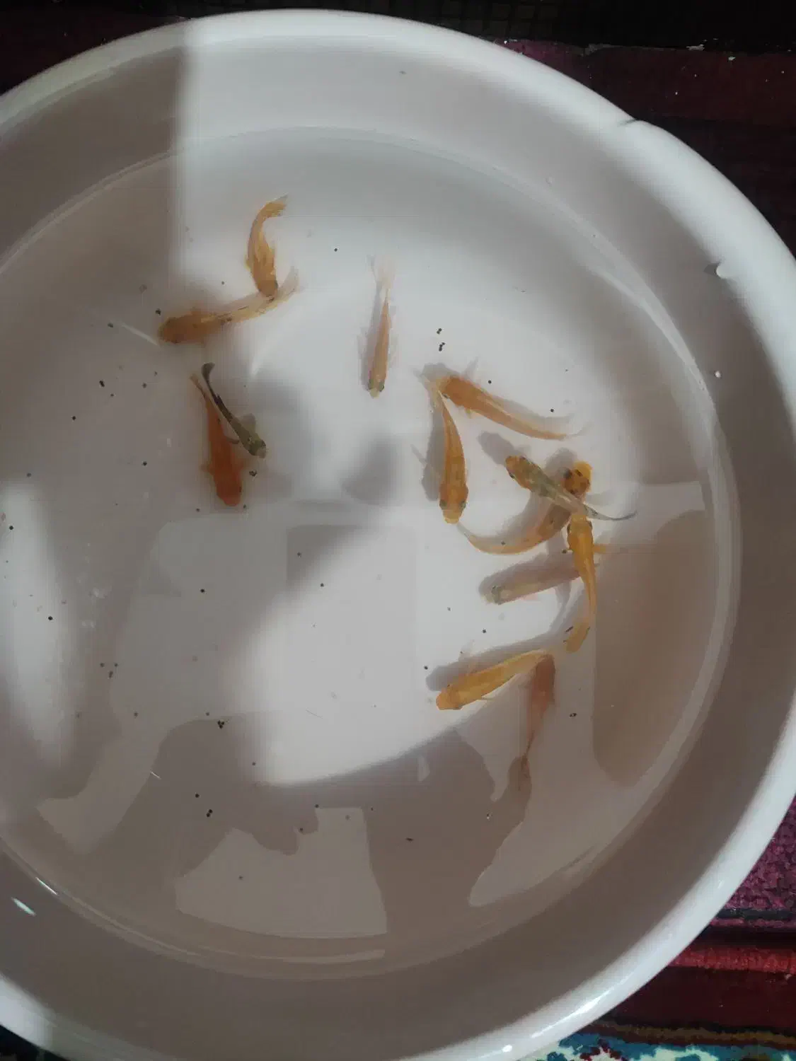 ماهی مولی|ماهی|بیرجند, |دیوار