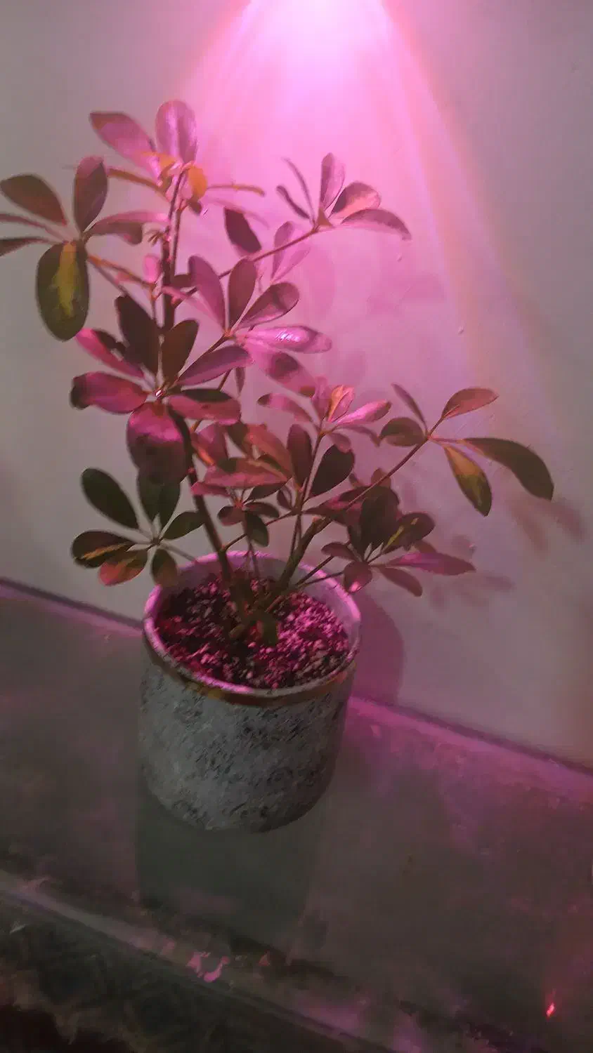 گل وگیاه|حراج|بجنورد, |دیوار