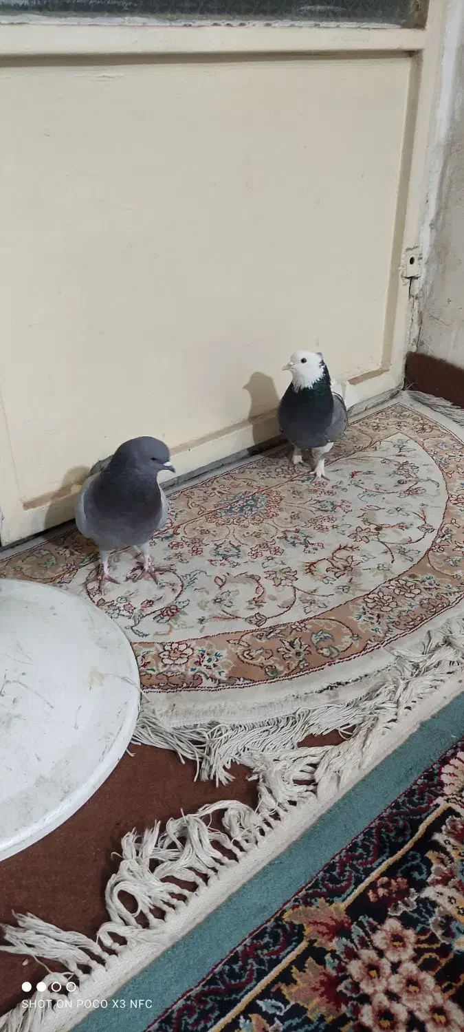 کفتر آس|پرنده|گلستان (تهران), |دیوار