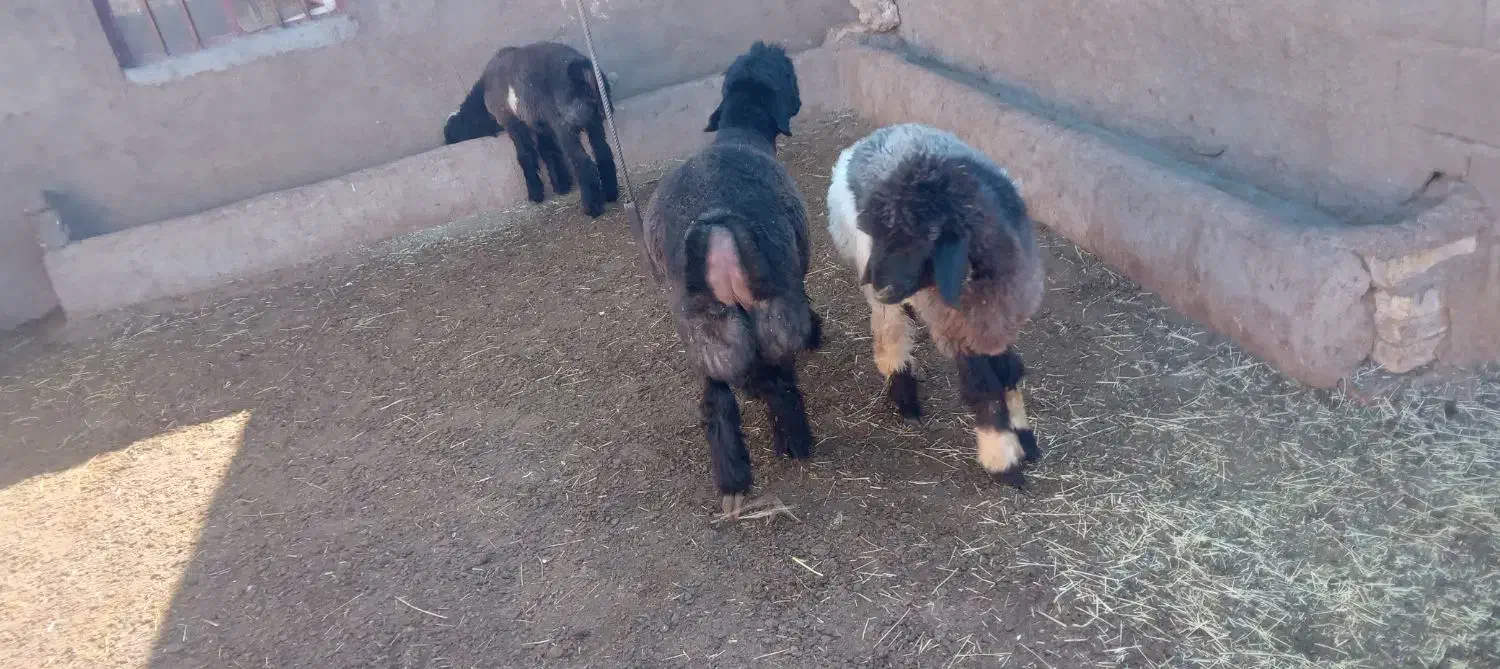 کوه قوچی نژاد دار|حیوانات مزرعه|کوهرنگ, |دیوار