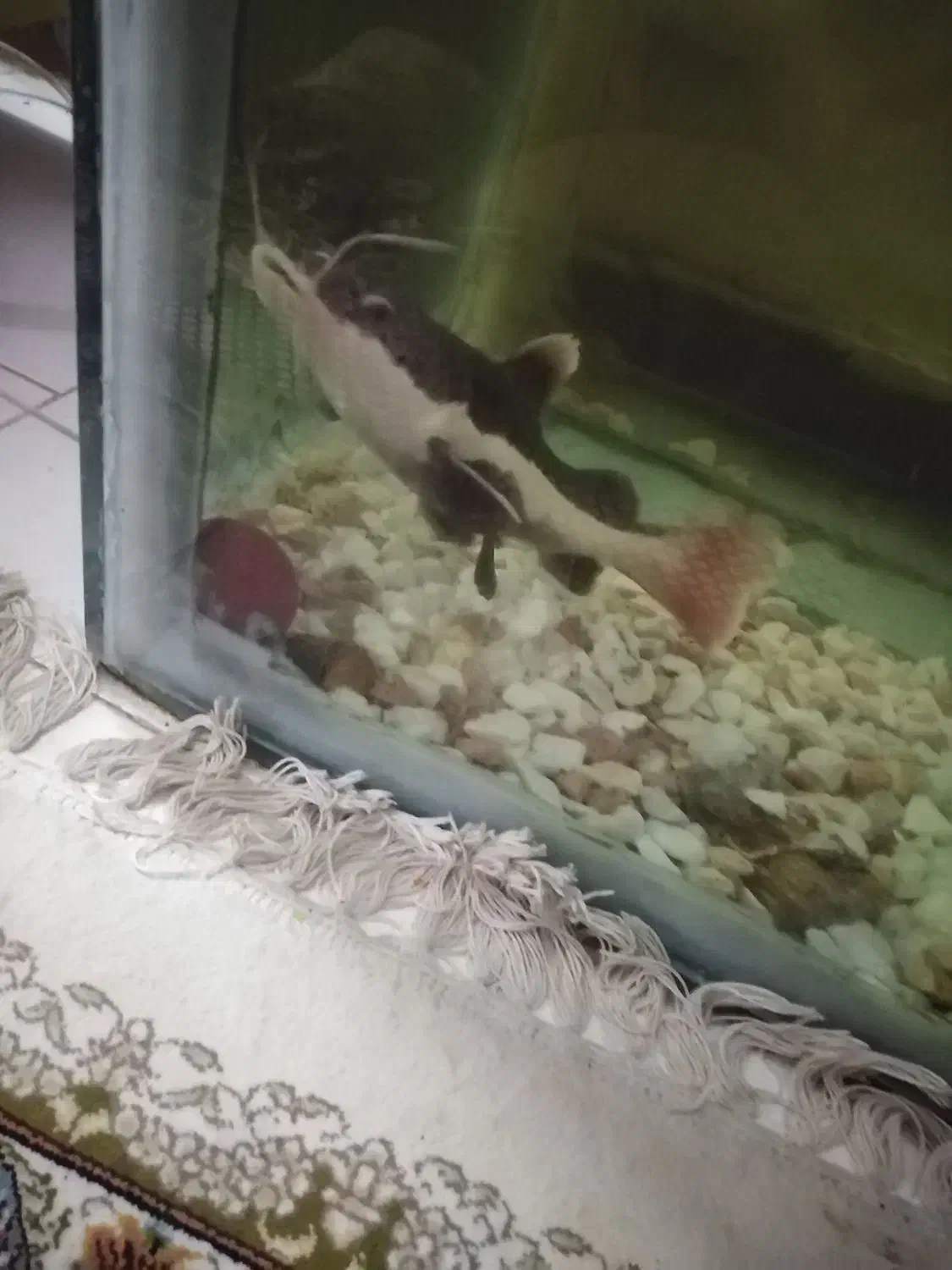 ماهی فلاور و ردتیل|ماهی|بندرعباس, |دیوار