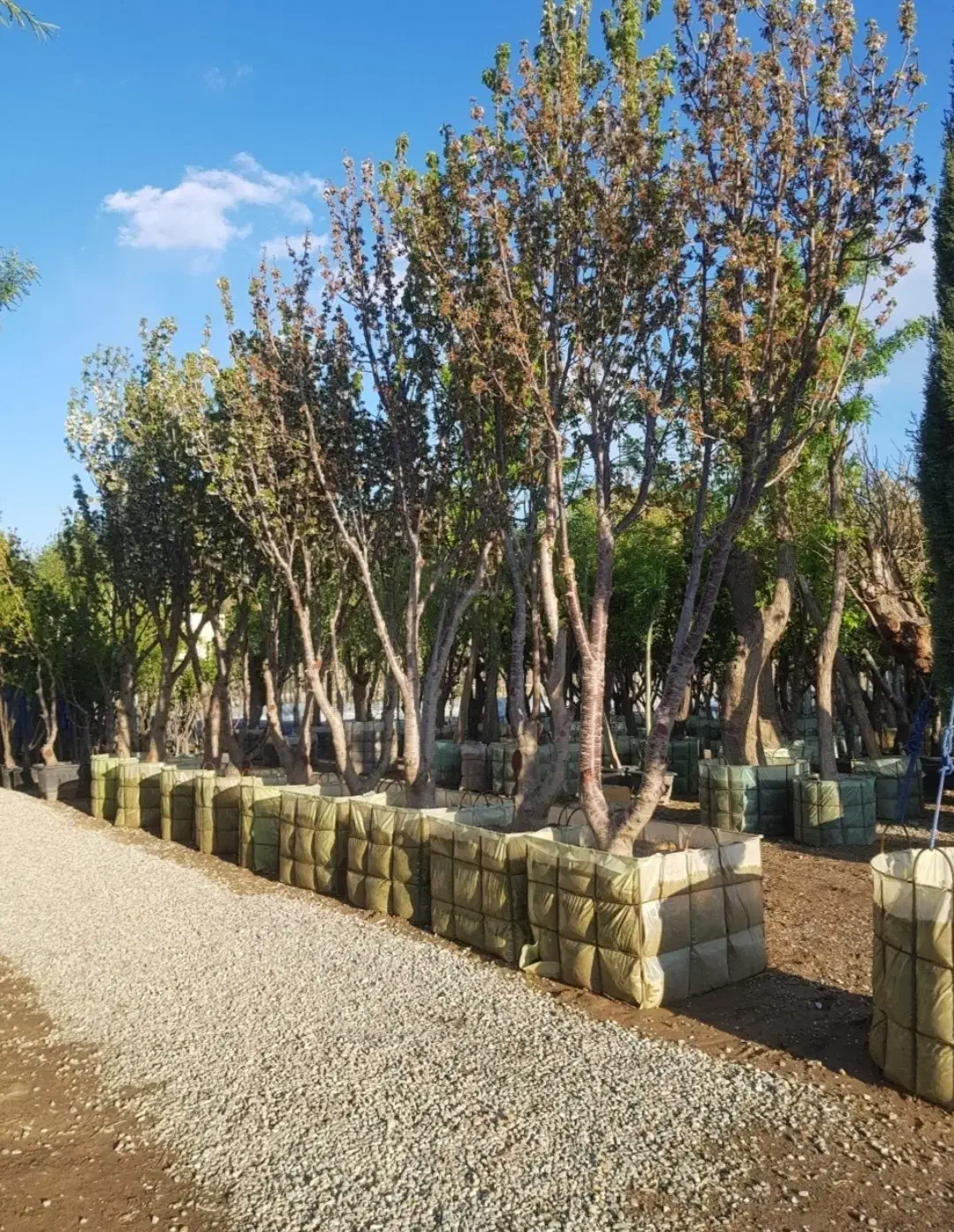 گرفتن پایان کار شهرداری|خدمات باغبانی و درختکاری|تهران, آهنگ|دیوار