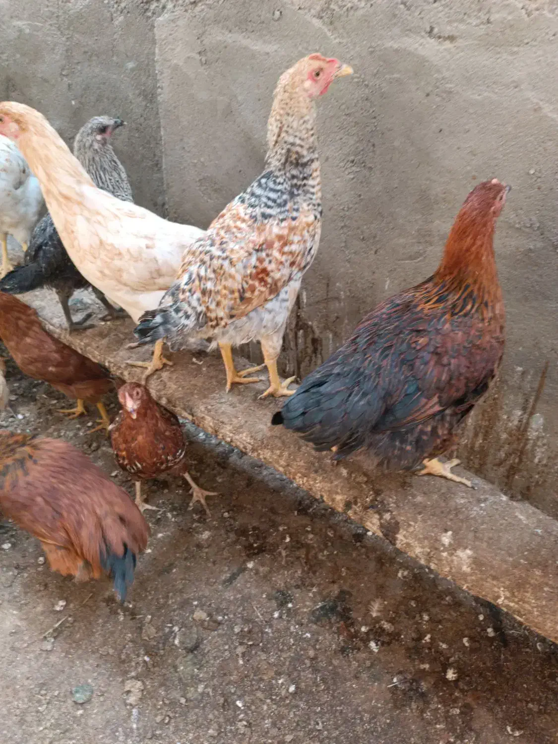 جوجه گلپایگان|حیوانات مزرعه|مه ولات, |دیوار