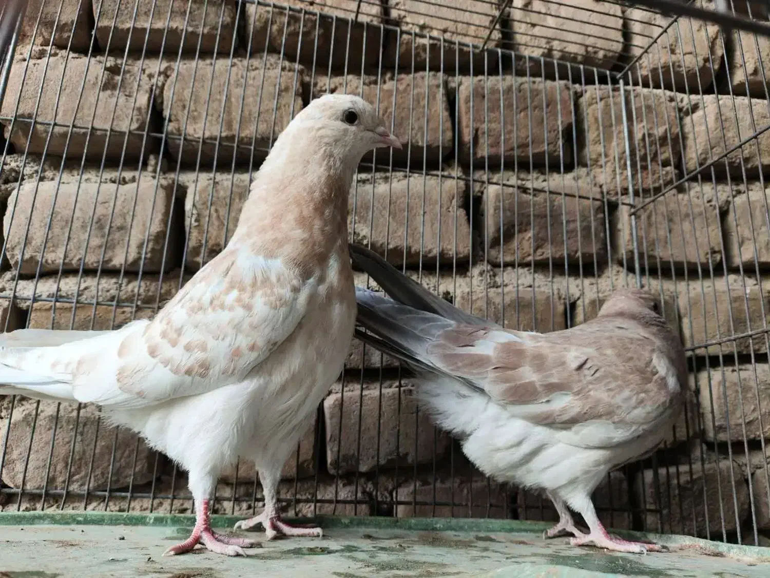 جوجه بعدازظهری بشرط|پرنده|قم, شهرک مهدیه|دیوار