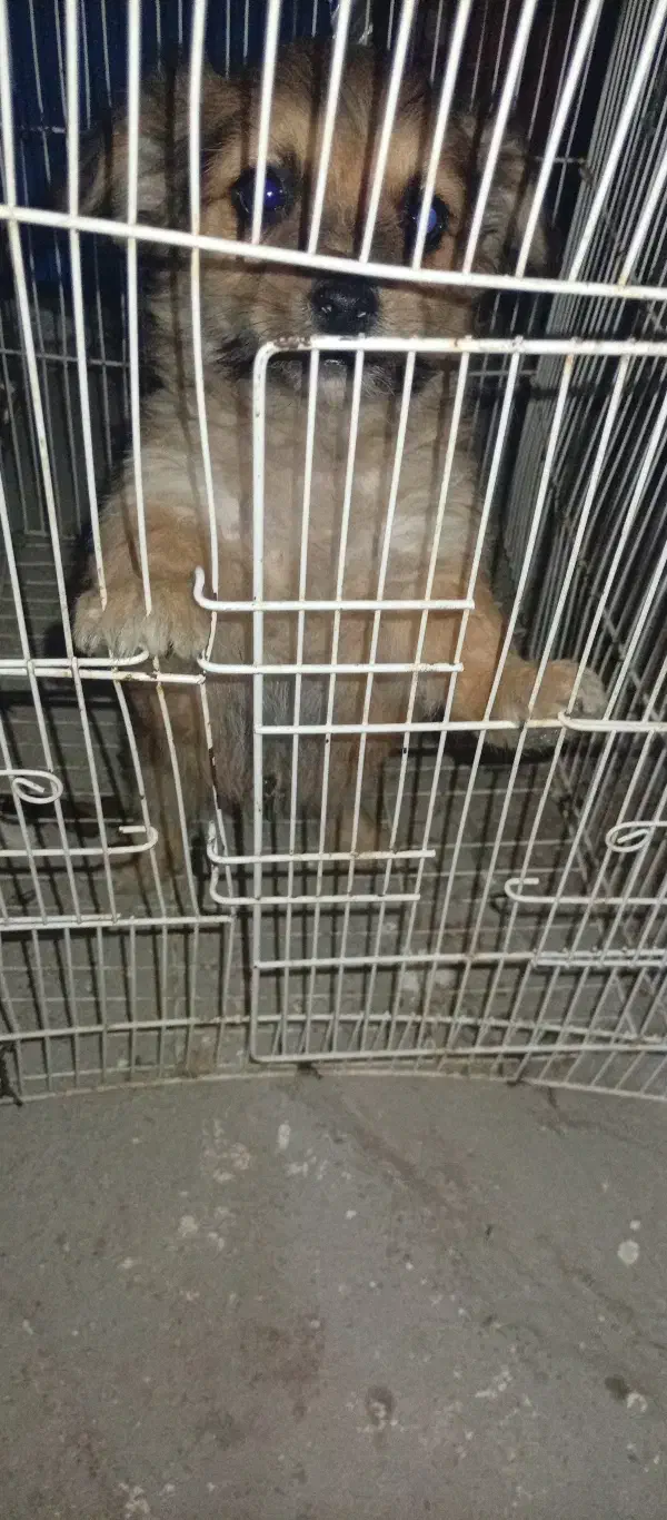 سگ عروسکی|سگ|بم, |دیوار