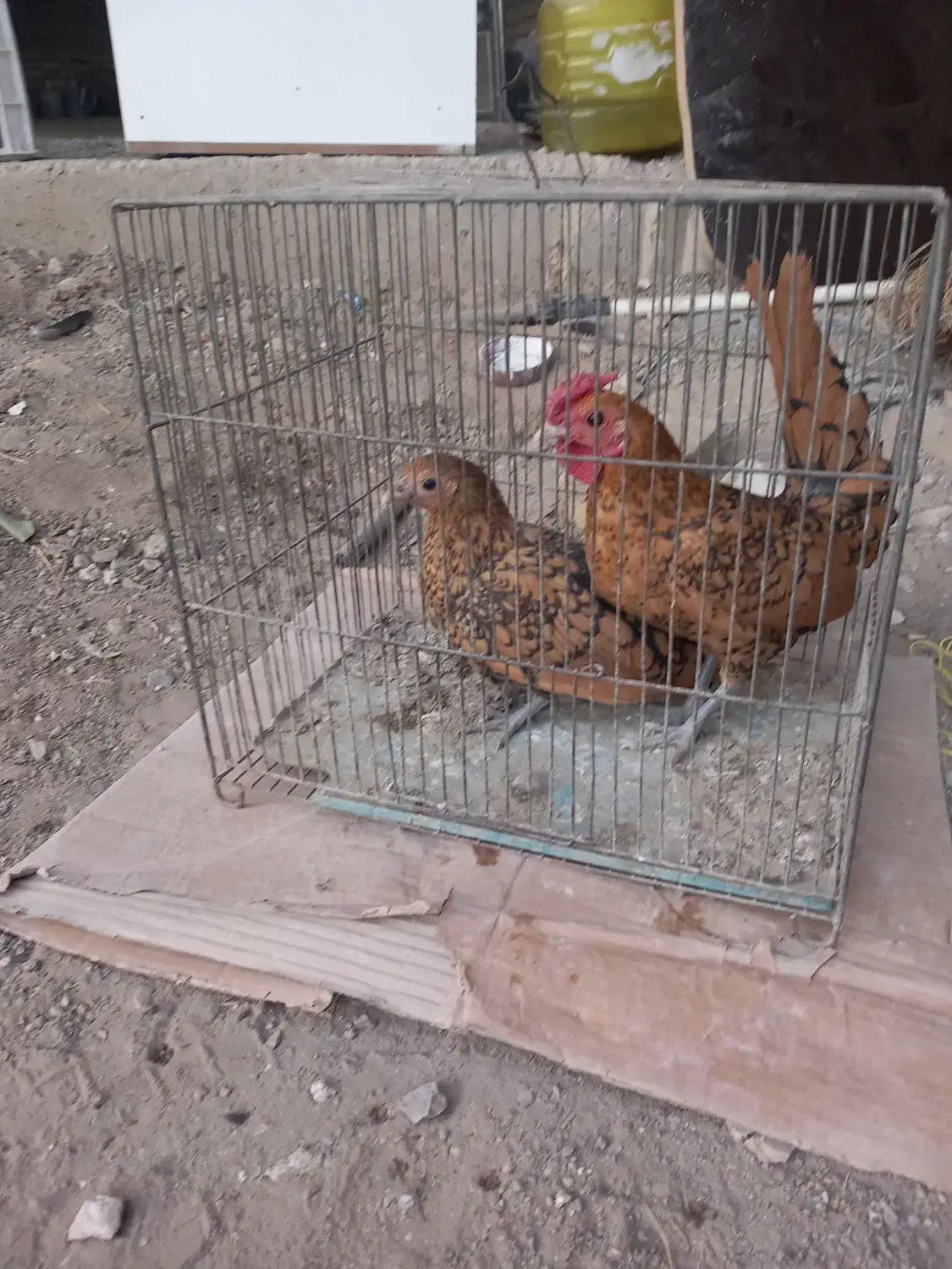 مرغ خروس مینیاتوری سیبرایت|حیوانات مزرعه|لالجین, |دیوار