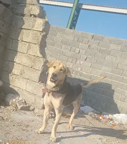 ماده پژدر|سگ|فردیس, شهرک راه آهن|دیوار