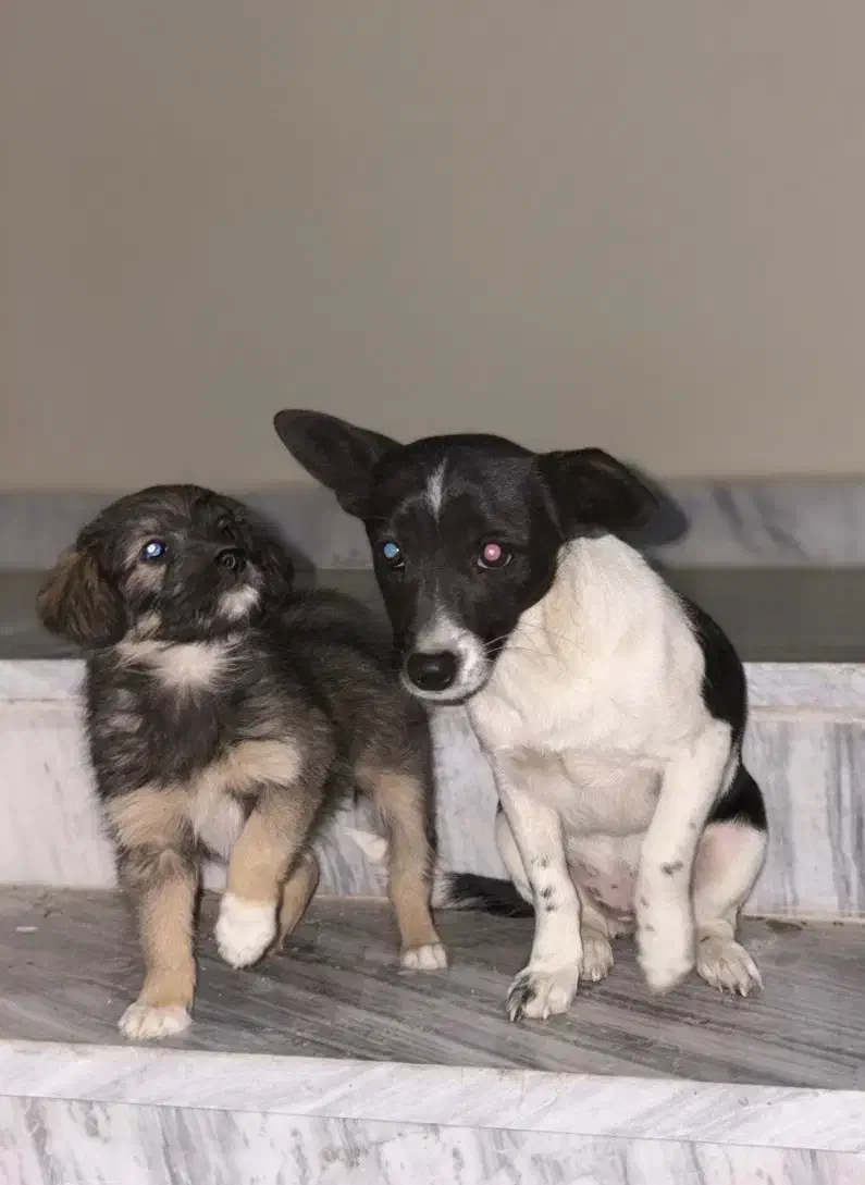 سگ پا کوتاه|سگ|گلپایگان, |دیوار