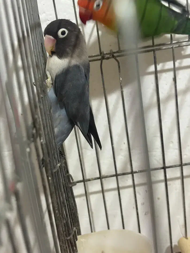 طوطی برزیلی جفت|پرنده|بومهن, |دیوار