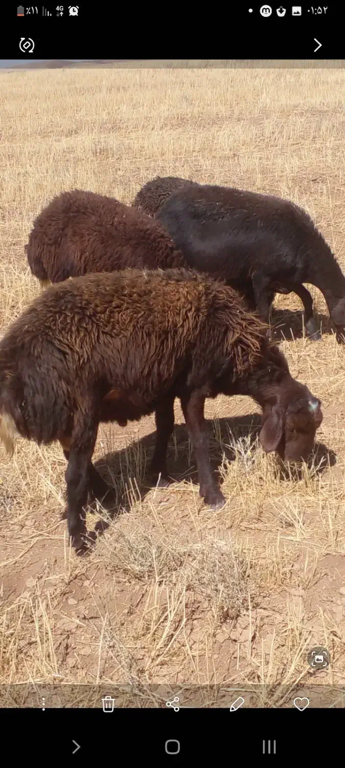 دو عدد قوچ یک سال|حیوانات مزرعه|سربند, |دیوار