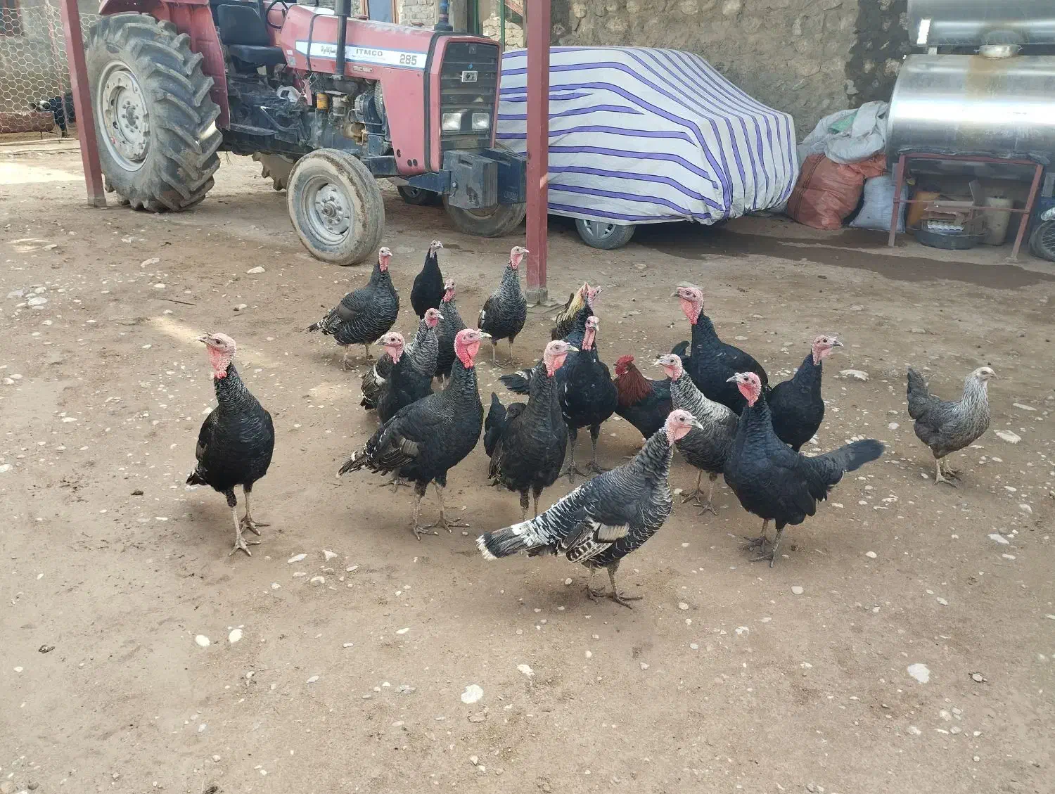 بوقلمون|حیوانات مزرعه|نورآباد, |دیوار