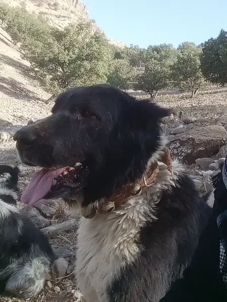 سگ قدریجونی نر|سگ|شوشتر, |دیوار