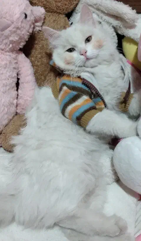 گربه پرشین ماده|گربه|تبریز, |دیوار