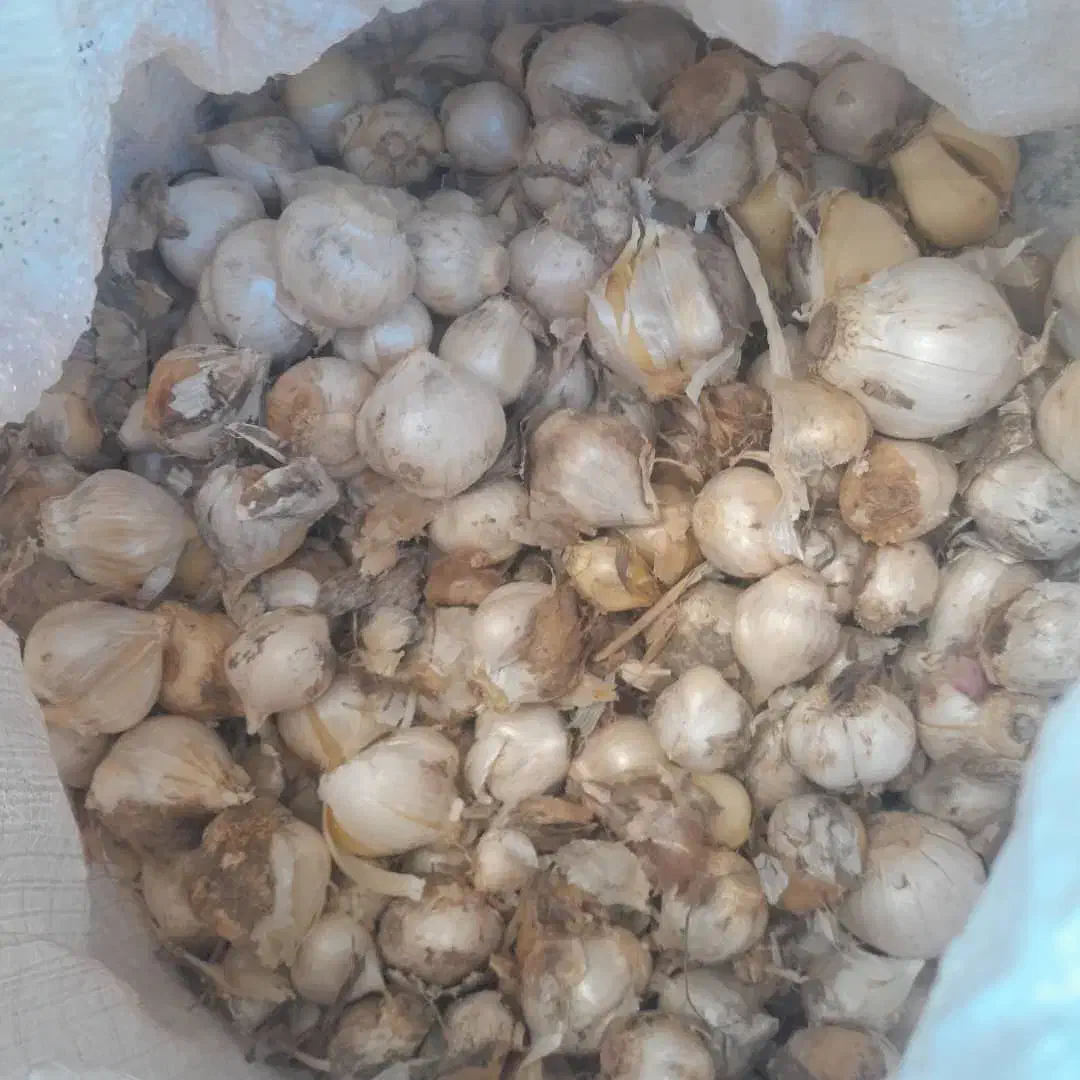 موسیر کوهی|عمدهفروشی|نهاوند, |دیوار