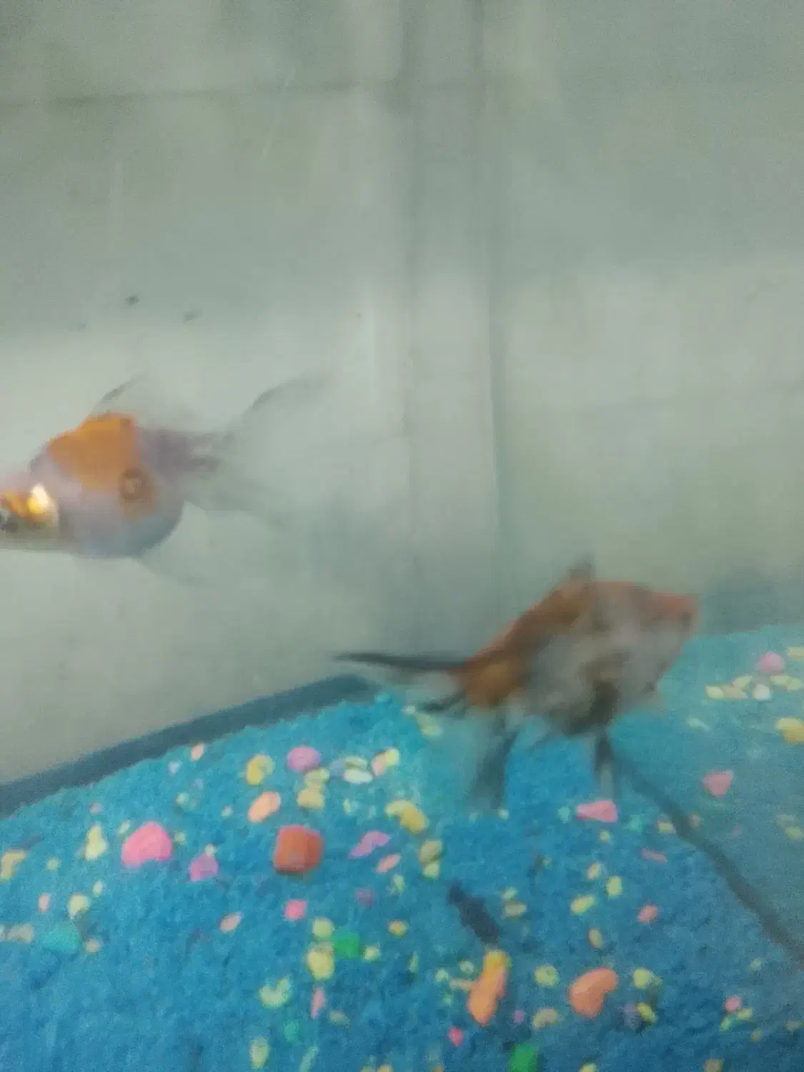 ماهی|ماهی|قائن, |دیوار