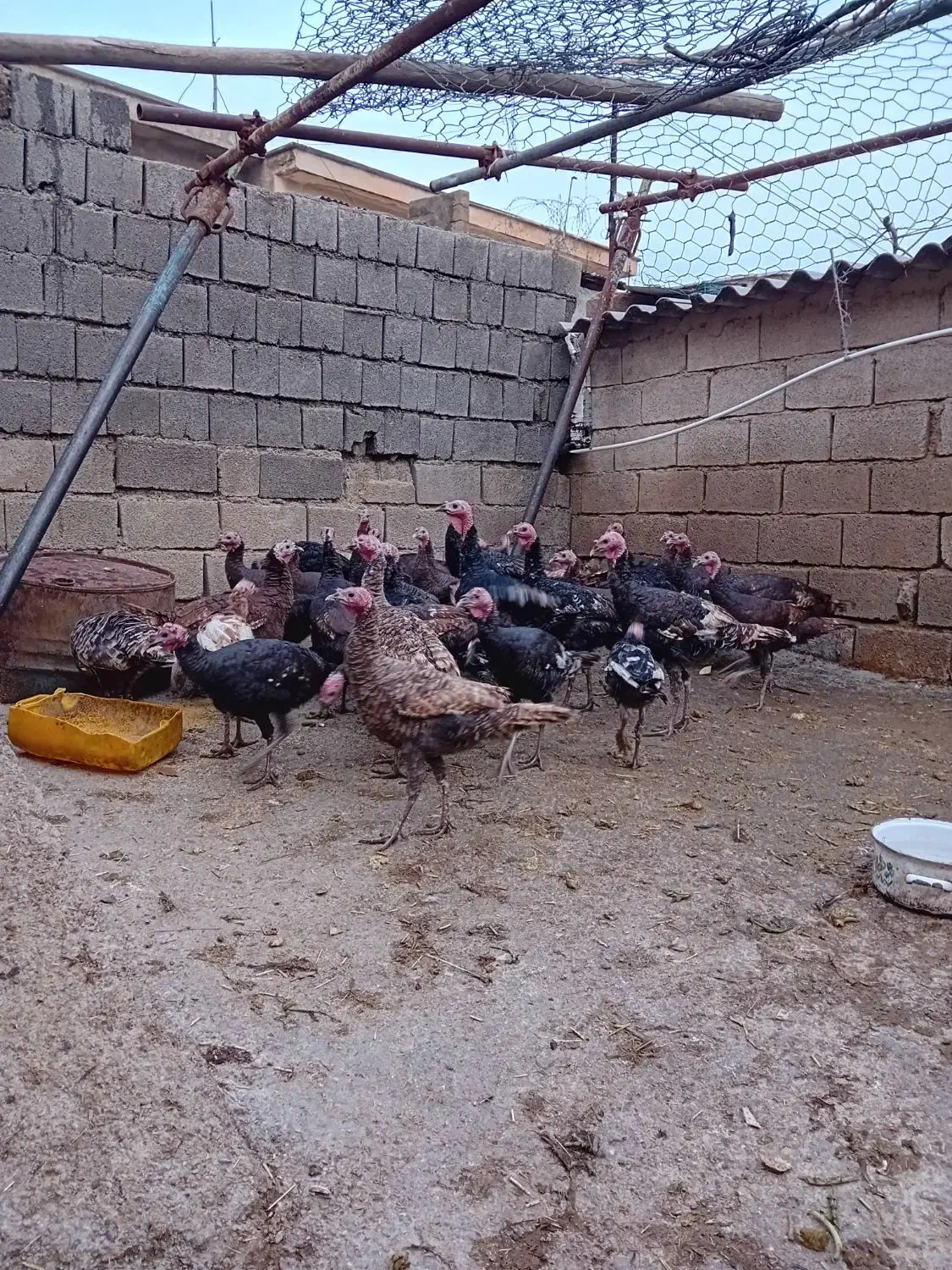 بوقلمون|حیوانات مزرعه|ایلام, |دیوار