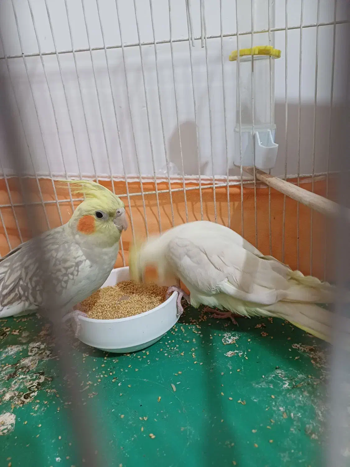 جفت مولد عروس هلندی|پرنده|دامغان, |دیوار