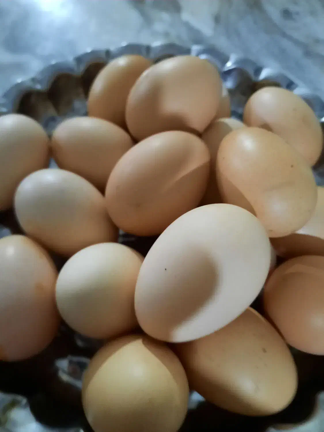 تخم مرغ محلی|خوردنی و آشامیدنی|شیروان (خراسان), |دیوار